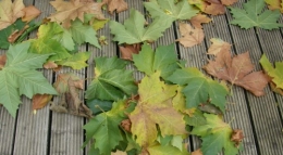 Les feuilles mortes ....JPG