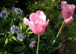 04 mai 2015 (2).JPG