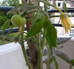 Tomate juin 2011.JPG
