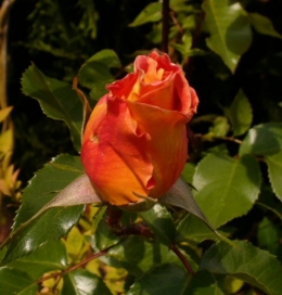 14 mai 2014 (8).JPG