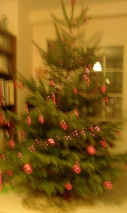 Sapin 4 2011.JPG
