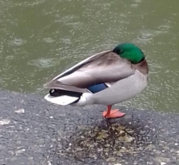 #9 Naturel.jpg