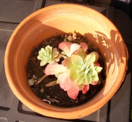 19 mars 2014 (2).JPG