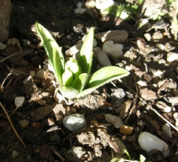 12 février 2014 (3).JPG