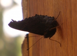 24 juillet 2013 papillon (2).JPG