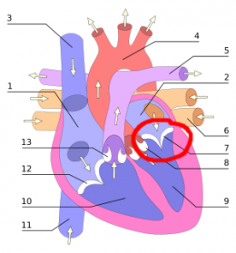 coeur 2.png