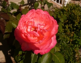 Rose 28082014.JPG