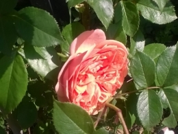 21 mai 2018 (1).jpg