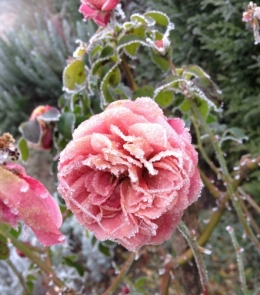 Rose gelée  décembre 2016 (2).jpg