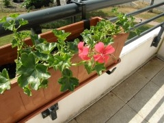 terrasse, plantes