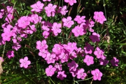 Joles fleurs.jpg