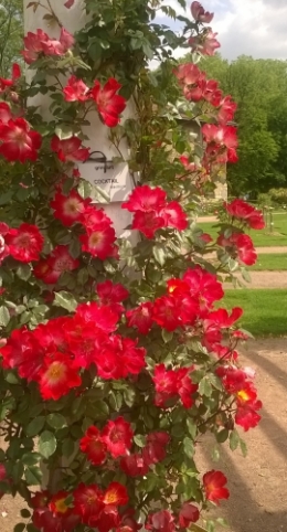 WP_20160528_008.jpg