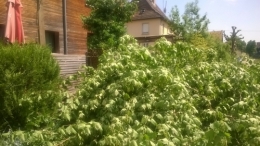 Arbre 12 mai 2015 (2).jpg