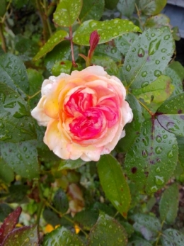 IMG_20220929_153712_HDR.jpg