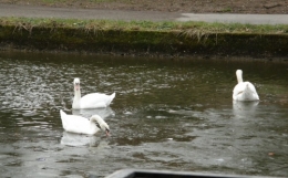 Cygnes 20022013 (2).JPG