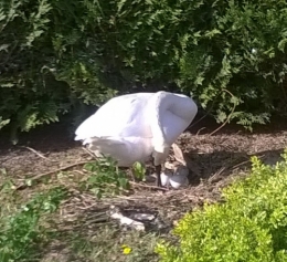 13 avril 2017 oeufs de cygne (3).jpg
