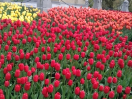 Tulipes.jpg