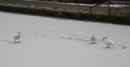Cygnes sur canal gelé et enneigé 24022013 (1).JPG