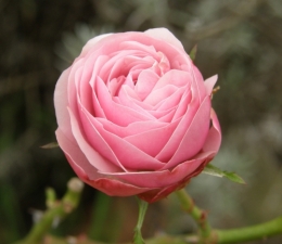 24 décembre 2014 (8).JPG
