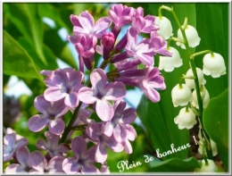 MugEtLilas.jpg