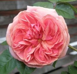 22 mai 2015 (2).JPG