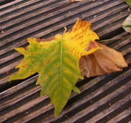 10 septembre 2014 (2).JPG