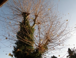 27 novembre 2013 (2).JPG