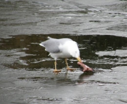 Mouette à table 20022013 (1).JPG