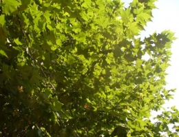 10 septembre 2014 (1).JPG