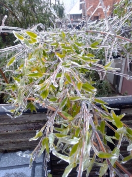 #5 froid 2024 01 17.jpg