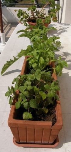 terrasse, plantes