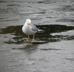 Mouette à table 20022013 (3).JPG