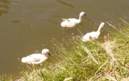 06 juin 2013 Famille Cygne (7).JPG