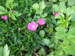 P'tites fleurs.JPG