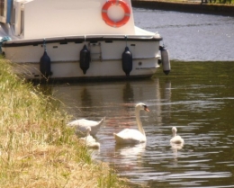 06 juin 2013 Famille Cygne (1).JPG