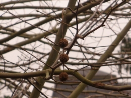 23 janvier 2015.JPG