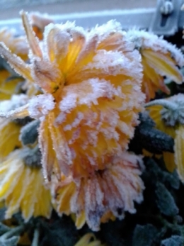 IMG_20201130_074803.jpg