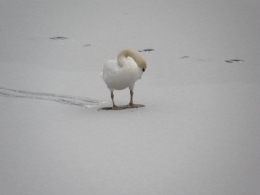 Cygnes sur canal gelé et enneigé 24022013 (2).JPG