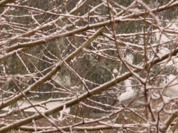 24 janvier 2015 (10).JPG