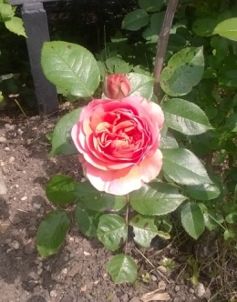 WP_20190524_002.jpg