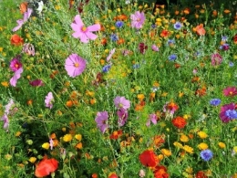 fleurs.jpg