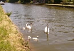 06 juin 2013 Famille Cygne (5).JPG