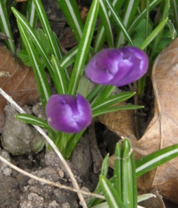 2 mars 2014 (3).JPG