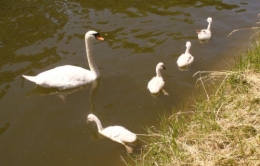 06 juin 2013 Famille Cygne (9).JPG