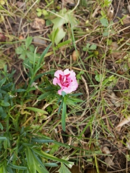 #20 Fleur 20240516.jpg