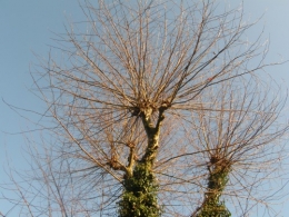 1er janvier 2014 (8).JPG
