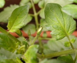 04 juin 2014 (1) fleur de tomate.JPG