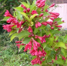 09 juin 2013 Fleurs de la copro (2).JPG
