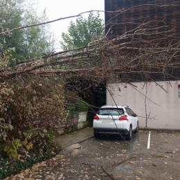 2025 10 27 chute arbre copro (5).jpg