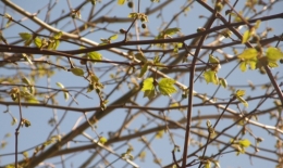 18 avril 2015 (2).JPG